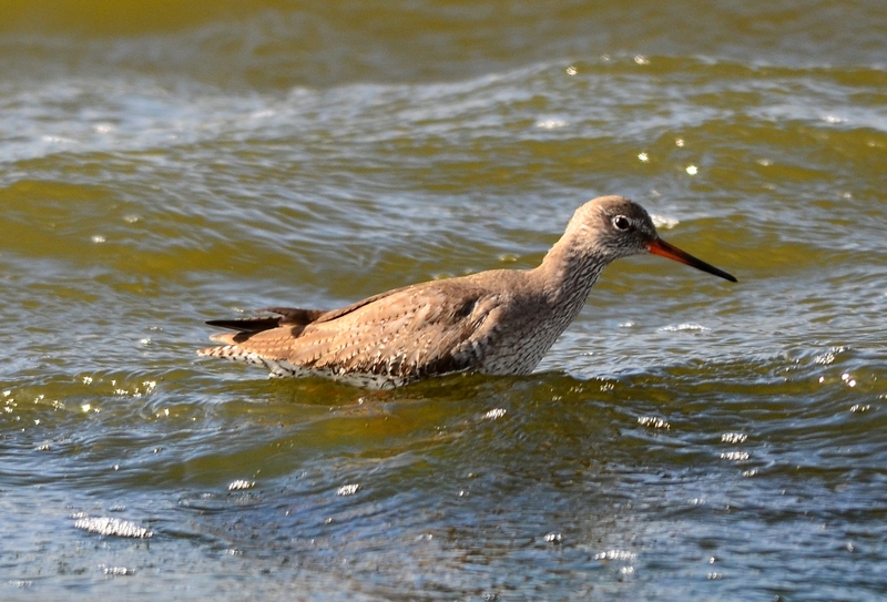 Tringa totanus